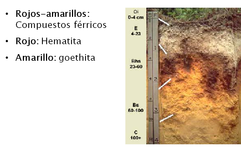 Introducción a la ciencia del suelo. Pedología. Edafología. División de la Ciencia del Suelo. Relación con otras ciencias. Conceptos básicos.