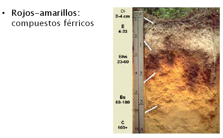 Introducción a la ciencia del suelo. Pedología. Edafología. División de la Ciencia del Suelo. Relación con otras ciencias. Conceptos básicos.