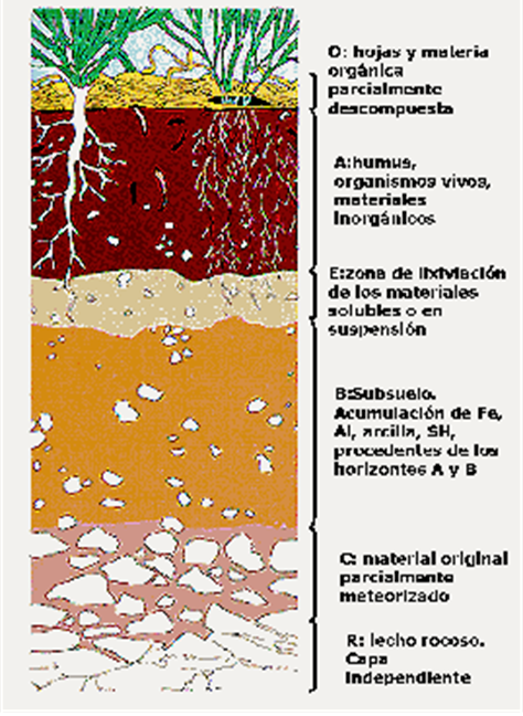 Introducción a la ciencia del suelo. Pedología. Edafología. División de la Ciencia del Suelo. Relación con otras ciencias. Conceptos básicos.