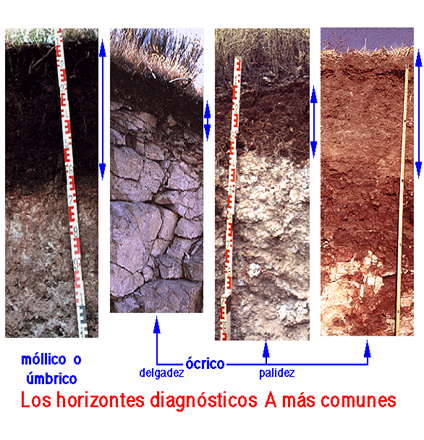 Factores de formación de suelos: Material parental, organismos vivos, clima, relieve y tiempo.