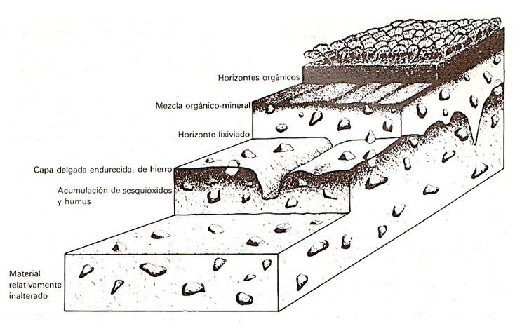 Factores de formación de suelos: Material parental, organismos vivos, clima, relieve y tiempo.