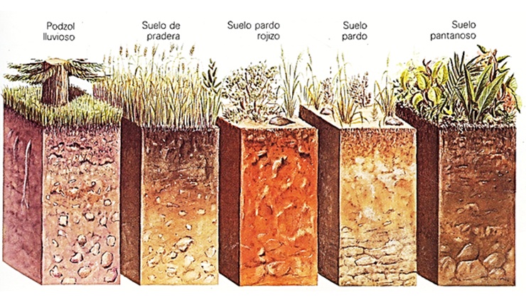Factores de formación de suelos: Material parental, organismos vivos, clima, relieve y tiempo.
