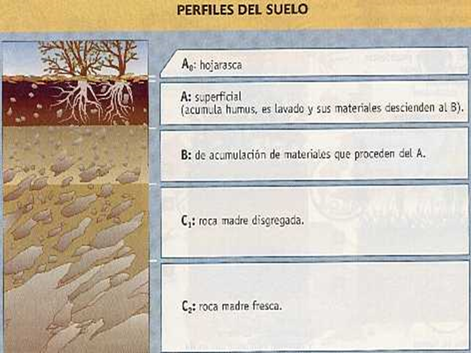 Procesos de formación de suelos: Adiciones, pérdidas, translocación y transformación. 