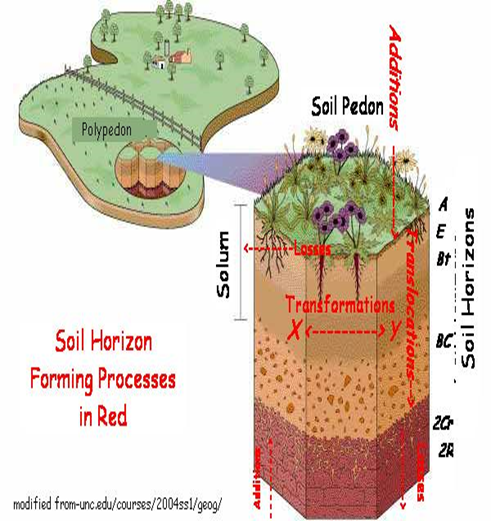 El perfil del suelo Horizontes genéticos y capas: Horizontes principales. Subhorizontes.