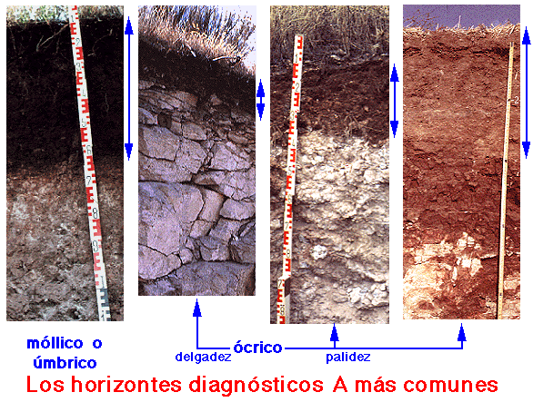 El perfil del suelo Horizontes genéticos y capas: Horizontes principales. Subhorizontes.