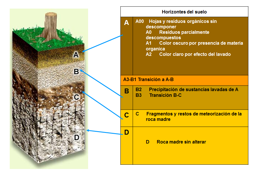 Horizontes transicionales: Distinciones subordinadas