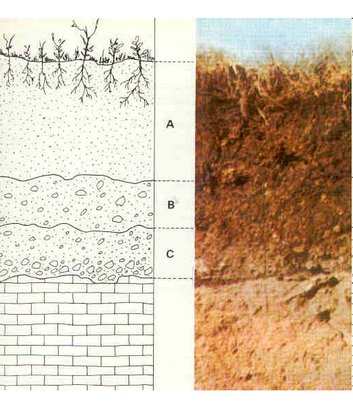 Horizontes transicionales: Distinciones subordinadas