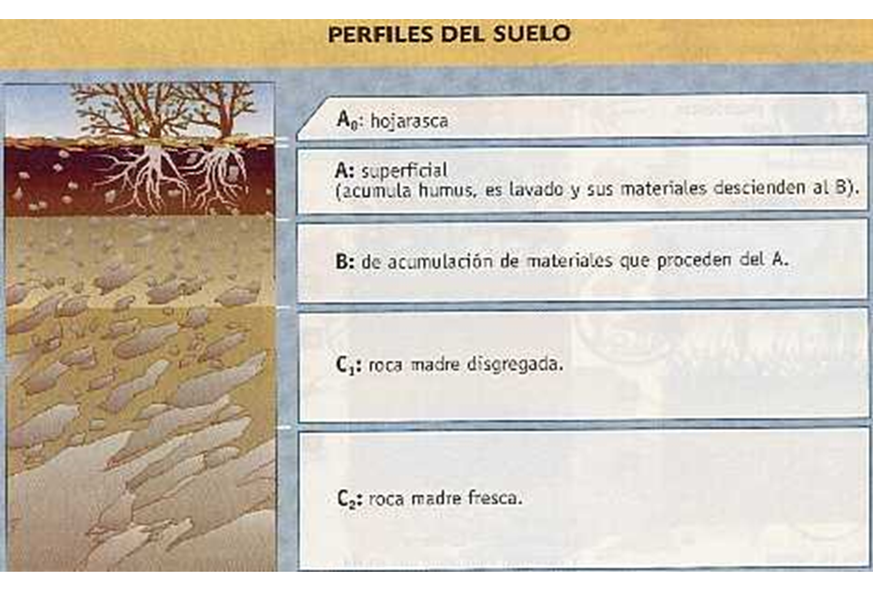 Horizontes transicionales: Distinciones subordinadas