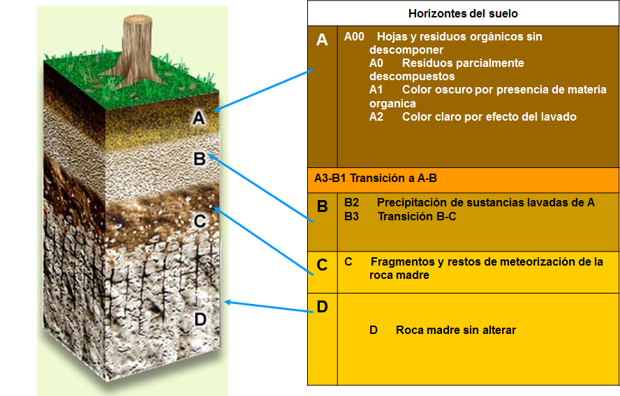Caracterización morfológica del perfil del suelo. Salida a campo: Apertura de calicatas.