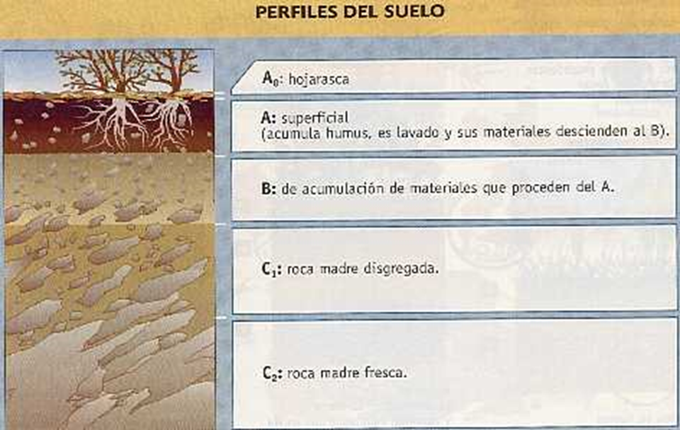 Caracterización morfológica del perfil del suelo. Salida a campo: Apertura de calicatas.