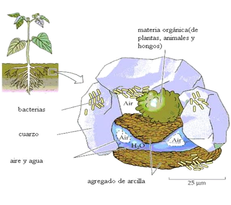 Propiedades químicas: Elementos del suelo, CIC, Reacción del suelo y conductividad eléctrica.