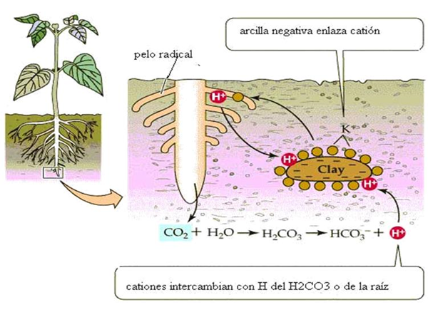 Propiedades químicas: Elementos del suelo, CIC, Reacción del suelo y conductividad eléctrica.