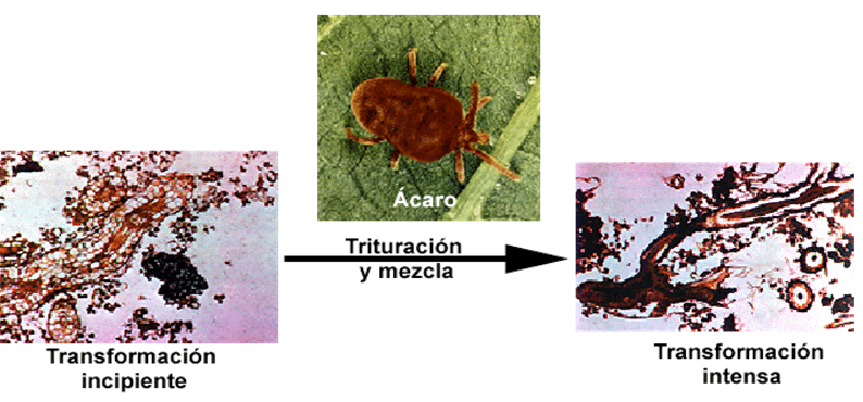 Propiedades físicas: densidad, porosidad, color, temperatura, humedad.