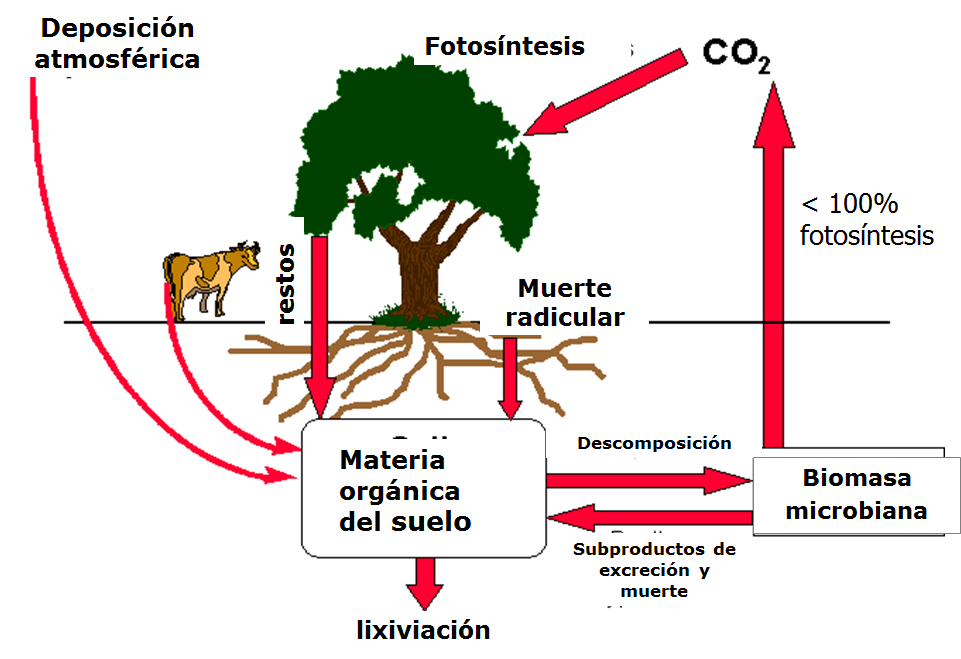 Propiedades bio orgánicas del suelo: biota del suelo, materia orgánica e importancia en el suelo. Gabinete: Reconocimiento de propiedades físicas del suelos.