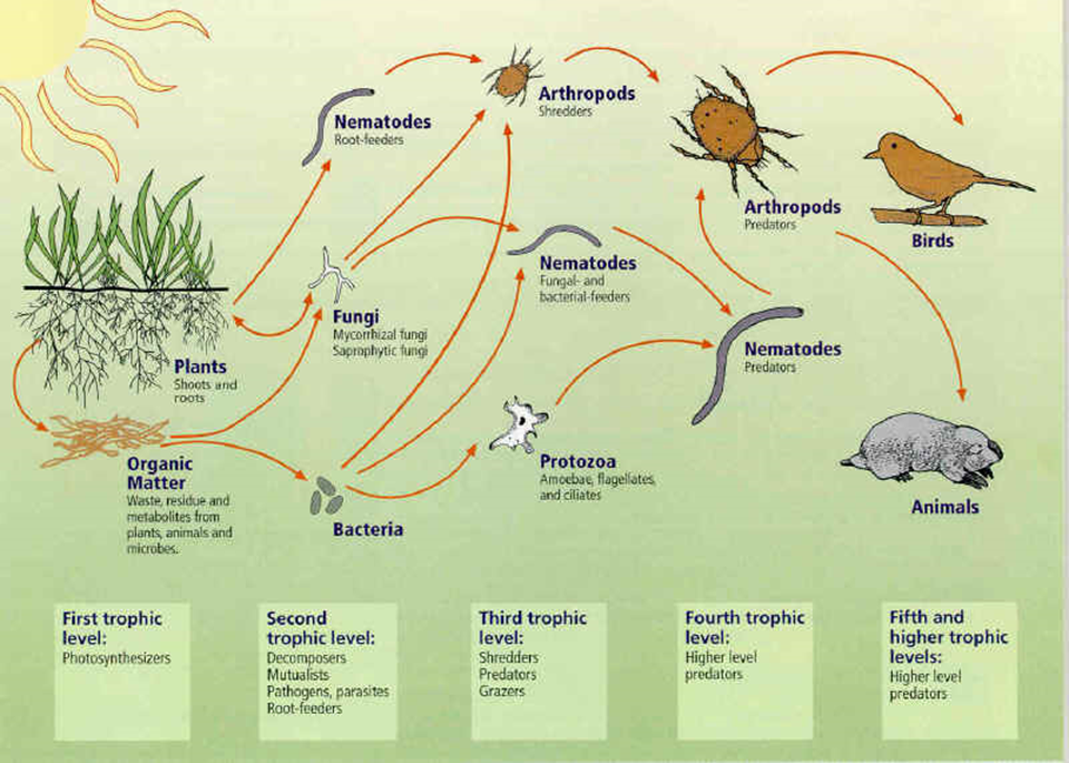 Propiedades bio orgánicas del suelo: biota del suelo, materia orgánica e importancia en el suelo. Gabinete: Reconocimiento de propiedades físicas del suelos.
