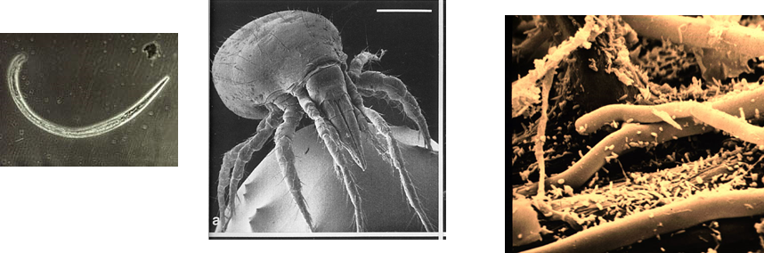 Propiedades bio orgánicas del suelo: biota del suelo, materia orgánica e importancia en el suelo. Gabinete: Reconocimiento de propiedades físicas del suelos.