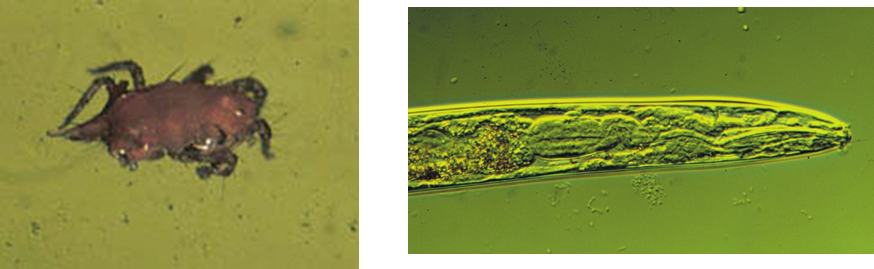 Propiedades bio orgánicas del suelo: biota del suelo, materia orgánica e importancia en el suelo. Gabinete: Reconocimiento de propiedades físicas del suelos.