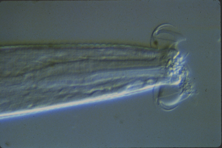 Propiedades bio orgánicas del suelo: biota del suelo, materia orgánica e importancia en el suelo. Gabinete: Reconocimiento de propiedades físicas del suelos.