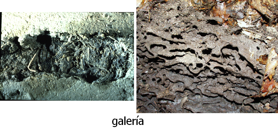 Propiedades bio orgánicas del suelo: biota del suelo, materia orgánica e importancia en el suelo. Gabinete: Reconocimiento de propiedades físicas del suelos.