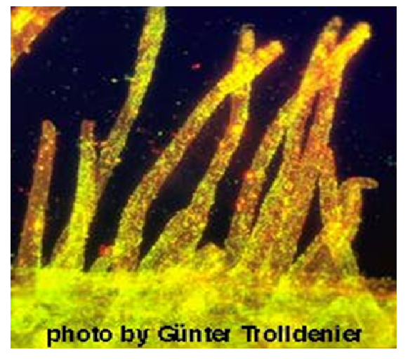 Propiedades bio orgánicas del suelo: biota del suelo, materia orgánica e importancia en el suelo. Gabinete: Reconocimiento de propiedades físicas del suelos.