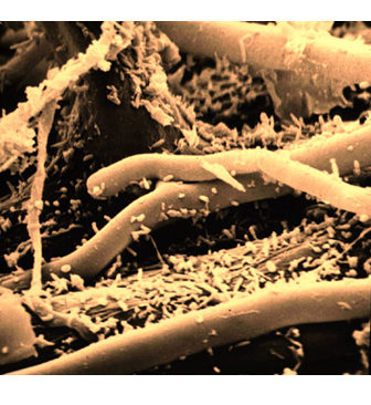 Propiedades bio orgánicas del suelo: biota del suelo, materia orgánica e importancia en el suelo. Gabinete: Reconocimiento de propiedades físicas del suelos.