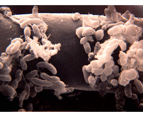 Propiedades bio orgánicas del suelo: biota del suelo, materia orgánica e importancia en el suelo. Gabinete: Reconocimiento de propiedades físicas del suelos.