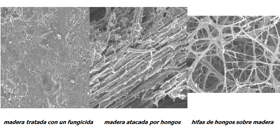 Propiedades bio orgánicas del suelo: biota del suelo, materia orgánica e importancia en el suelo. Gabinete: Reconocimiento de propiedades físicas del suelos.