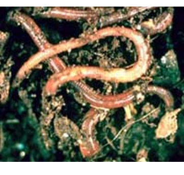 Propiedades bio orgánicas del suelo: biota del suelo, materia orgánica e importancia en el suelo. Gabinete: Reconocimiento de propiedades físicas del suelos.