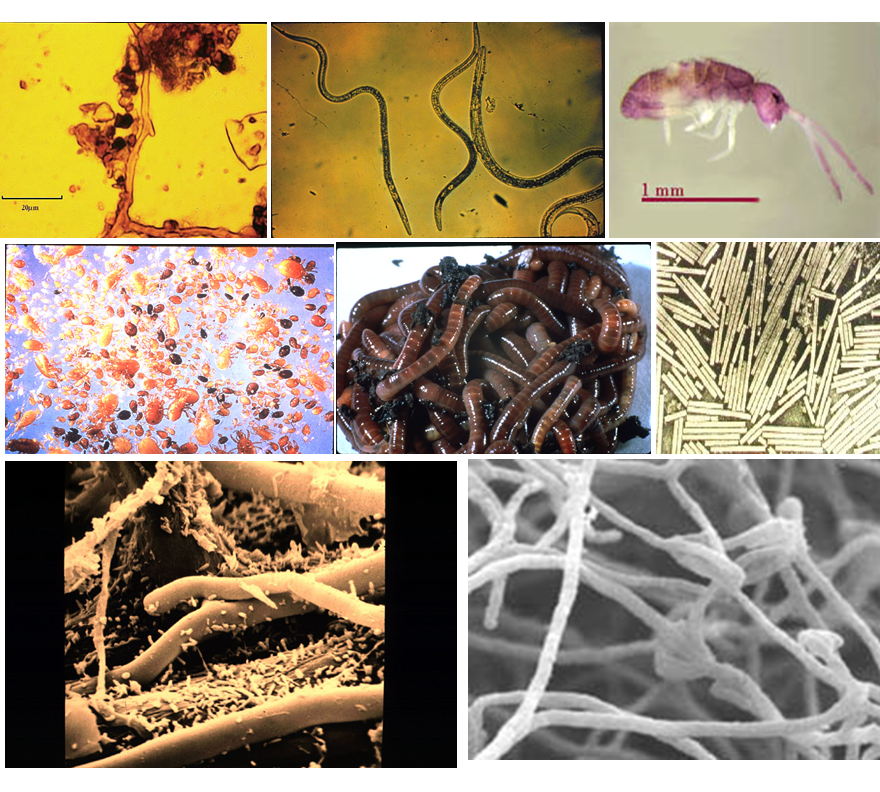Propiedades bio orgánicas del suelo: biota del suelo, materia orgánica e importancia en el suelo. Gabinete: Reconocimiento de propiedades físicas del suelos.