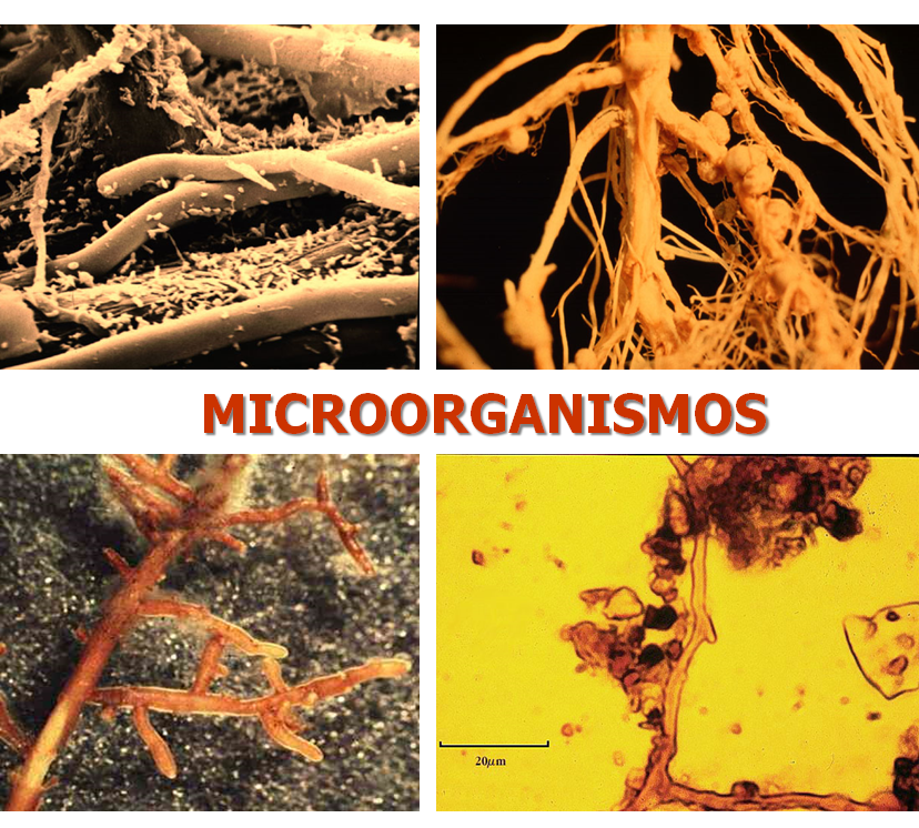 Propiedades bio orgánicas del suelo: biota del suelo, materia orgánica e importancia en el suelo. Gabinete: Reconocimiento de propiedades físicas del suelos.