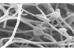 Propiedades bio orgánicas del suelo: biota del suelo, materia orgánica e importancia en el suelo. Gabinete: Reconocimiento de propiedades físicas del suelos.