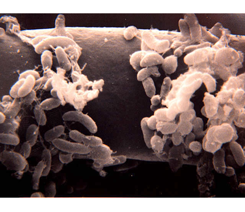 Propiedades bio orgánicas del suelo: biota del suelo, materia orgánica e importancia en el suelo. Gabinete: Reconocimiento de propiedades físicas del suelos.