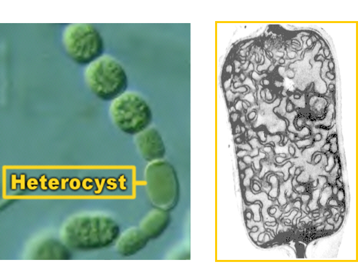 Propiedades bio orgánicas del suelo: biota del suelo, materia orgánica e importancia en el suelo. Gabinete: Reconocimiento de propiedades físicas del suelos.