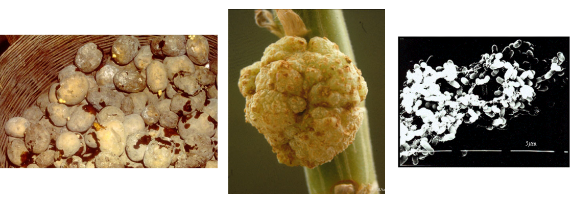 Propiedades bio orgánicas del suelo: biota del suelo, materia orgánica e importancia en el suelo. Gabinete: Reconocimiento de propiedades físicas del suelos.