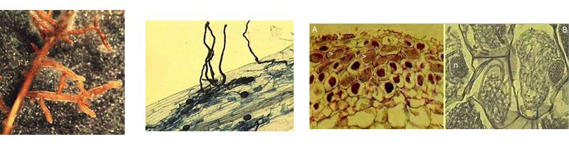 Propiedades bio orgánicas del suelo: biota del suelo, materia orgánica e importancia en el suelo. Gabinete: Reconocimiento de propiedades físicas del suelos.