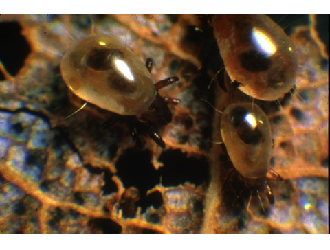 Propiedades bio orgánicas del suelo: biota del suelo, materia orgánica e importancia en el suelo. Gabinete: Reconocimiento de propiedades físicas del suelos.