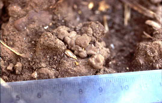 Propiedades bio orgánicas del suelo: biota del suelo, materia orgánica e importancia en el suelo. Gabinete: Reconocimiento de propiedades físicas del suelos.