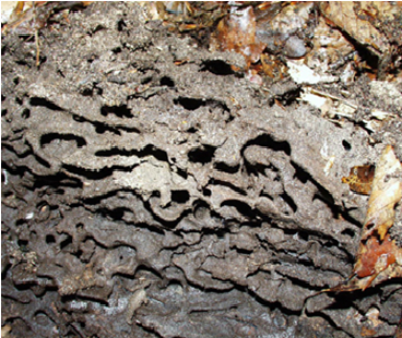 Propiedades bio orgánicas del suelo: biota del suelo, materia orgánica e importancia en el suelo. Gabinete: Reconocimiento de propiedades físicas del suelos.