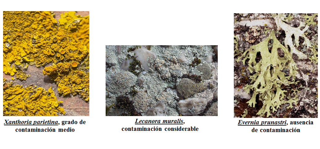 Describe la composición y estructura de la atmósfera.