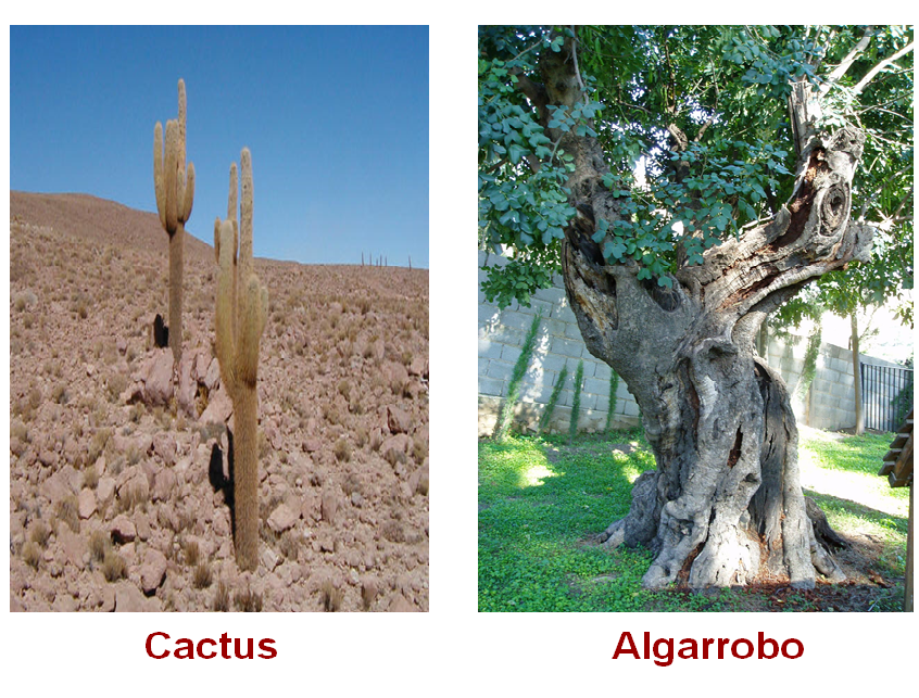 Define los elementos y factores del tiempo meteorológico.