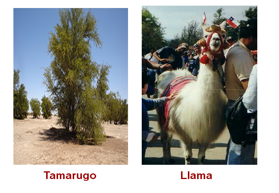 Define los elementos y factores del tiempo meteorológico.