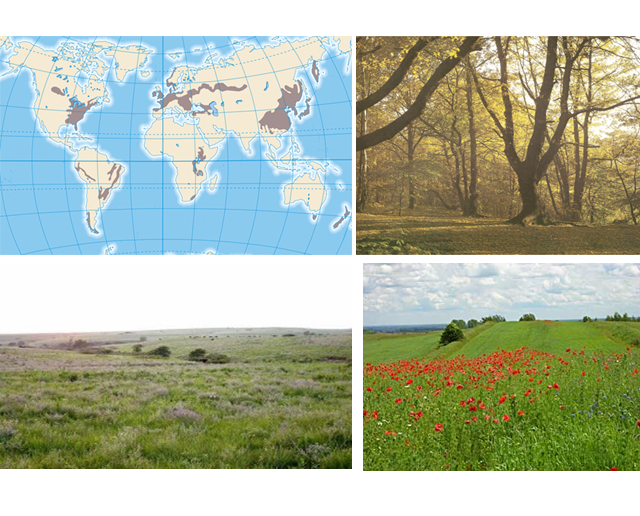 Identifica y explica la clasificación climática de Koppen, clasificación climática de Tornthwaite