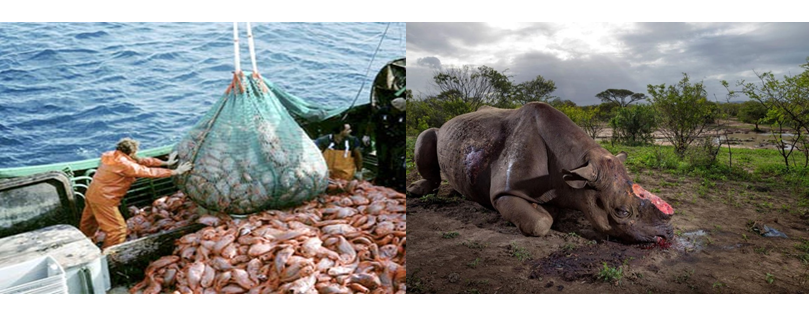 Generalidades sobre biodiversidad.