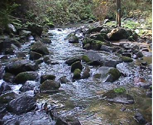 Recursos naturales y degradación Ambiental. Clasificación: R. Renovables, R. No renovables o perennes, R. potencialmente renovables, R. de propiedad común.
