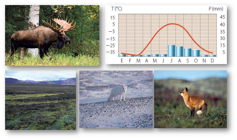 La biodiversidad de especies de flora y fauna, de las cuatro regiones biogeográficas de nuestro país. Visión general de las especies nativas (silvestres y domesticadas), exóticas y endémicas.