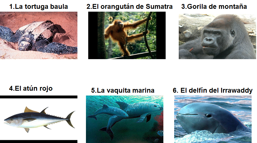 Especies animales en peligro de extinción: aves, mamíferos y reptiles; especies de flora silvestre en vías de extinción.