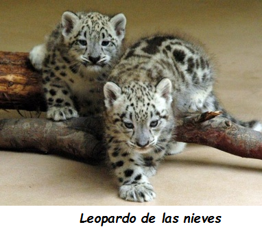 Especies animales en peligro de extinción: aves, mamíferos y reptiles; especies de flora silvestre en vías de extinción.
