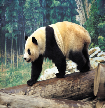 Especies animales en peligro de extinción: aves, mamíferos y reptiles; especies de flora silvestre en vías de extinción.