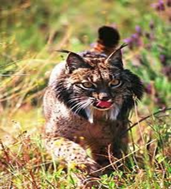 Especies animales en peligro de extinción: aves, mamíferos y reptiles; especies de flora silvestre en vías de extinción.
