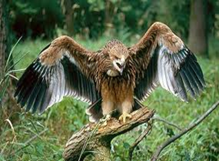 Especies animales en peligro de extinción: aves, mamíferos y reptiles; especies de flora silvestre en vías de extinción.